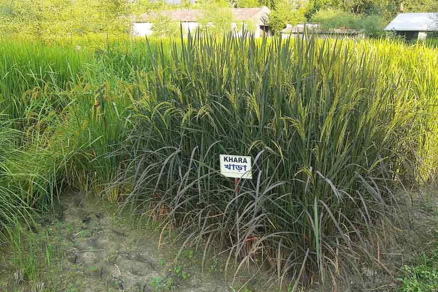 Bengal's Folk Rice: Conserving a Neglected Treasure – GetBengal story