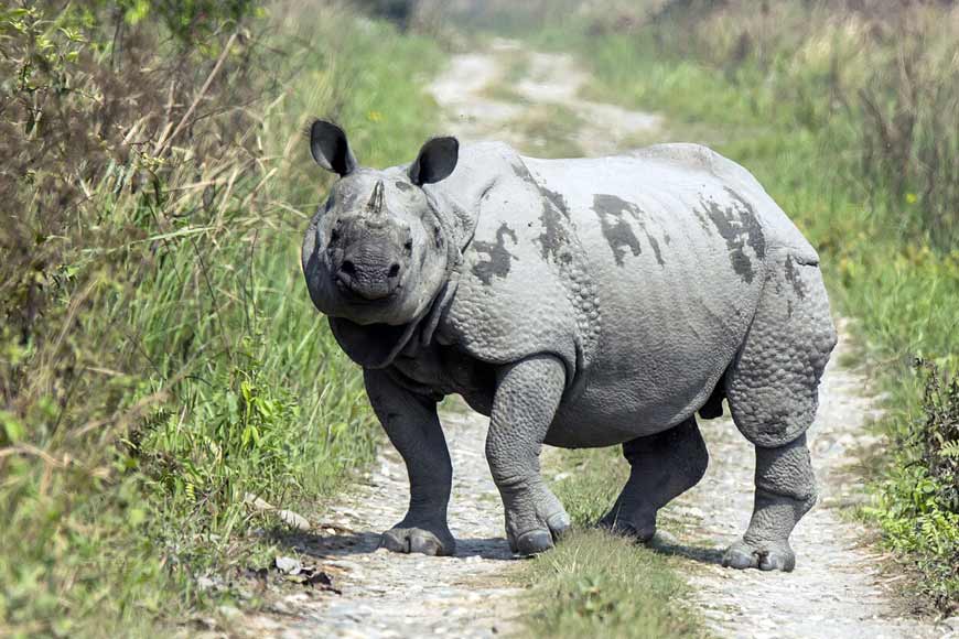 West Bengal Now Home to 392 One-Horned Rhinoceros – GetBengal story
