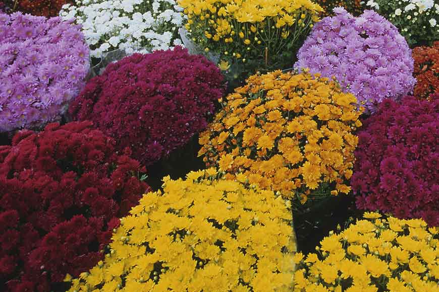 When farmers of Bengal turned scientists
