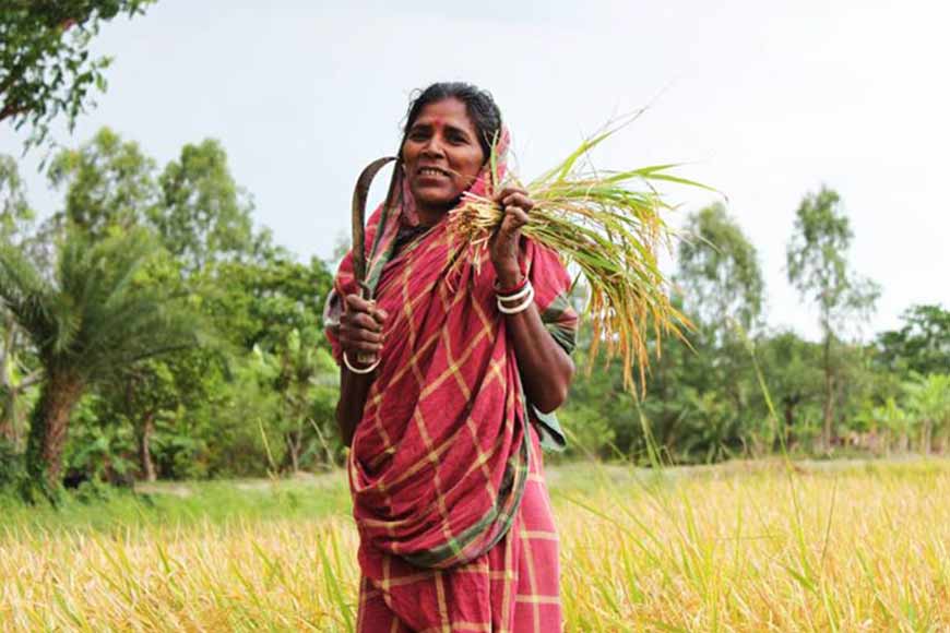 Indigenous rice of Bengal: Procedure of cultivation and preservation – GetBengal story