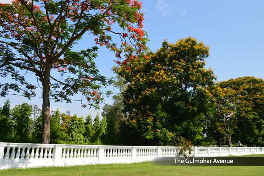 Beauty of Kolkata’s Gulmohar Avenue during Lockdown