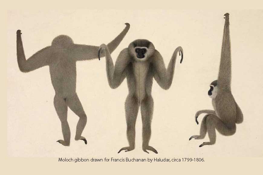 Haludar – the forgotten ‘animal painter’ from Bengal 200 years ago!