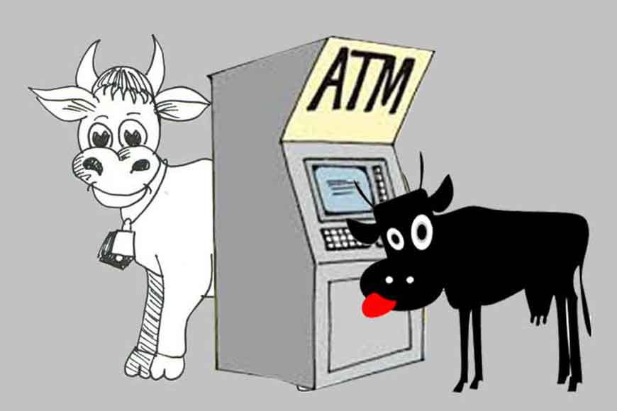 When cows had separate toilets
