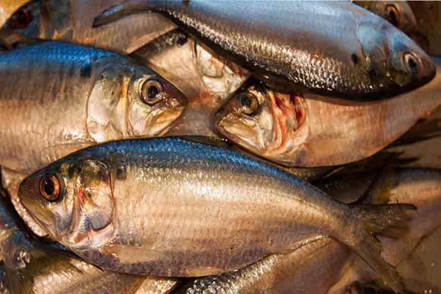 Bengal government&rsquo;s unique effort to boost Hilsa production
