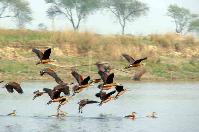 Migratory birds are flocking to Narja and not Santragachhi
