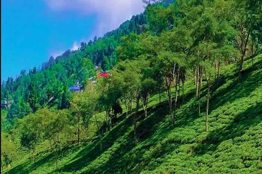 Rangaroon is a hamlet near Darjeeling that produces the best tea in the world. – GetBengal story