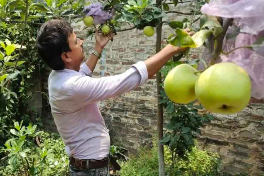Growing apples in Beldanga: School teacher’s amazing feat – GetBengal story