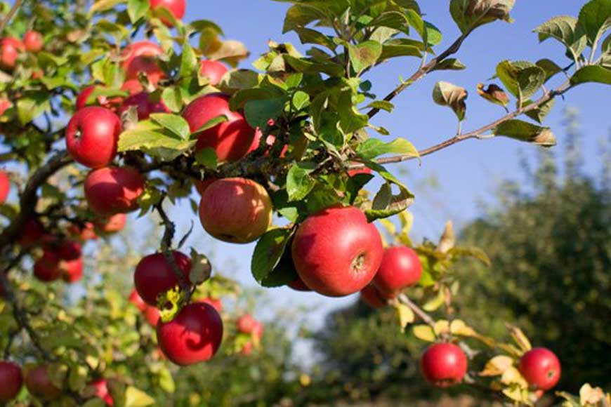 Murshidabad&rsquo;s Sagardighi paves the way for apple plantation in Bengal
