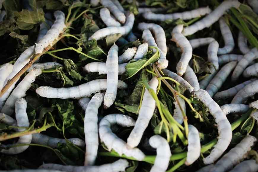 Birbhum’s Gunutia on Mayurakshi was India’s first sericulture hub more than a century ago - GetBengal story