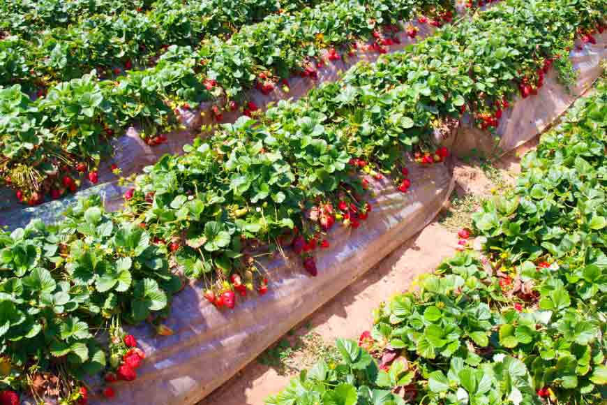 Two Bengal farmers who taught us how to make &lsquo;wealth&rsquo;
