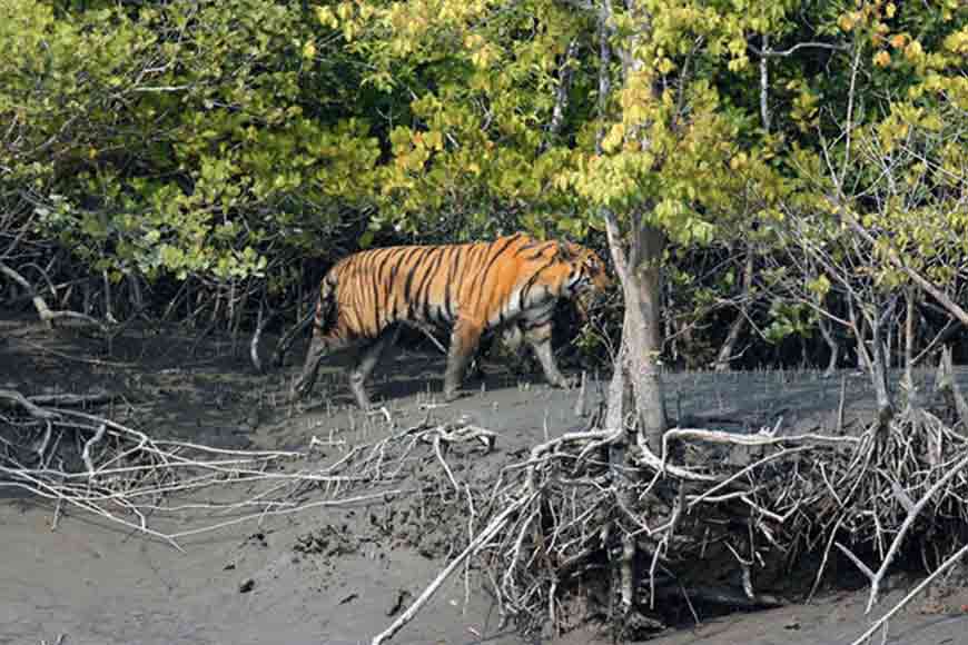 India&rsquo;s only mangrove zoo to come up at Jharkhali
