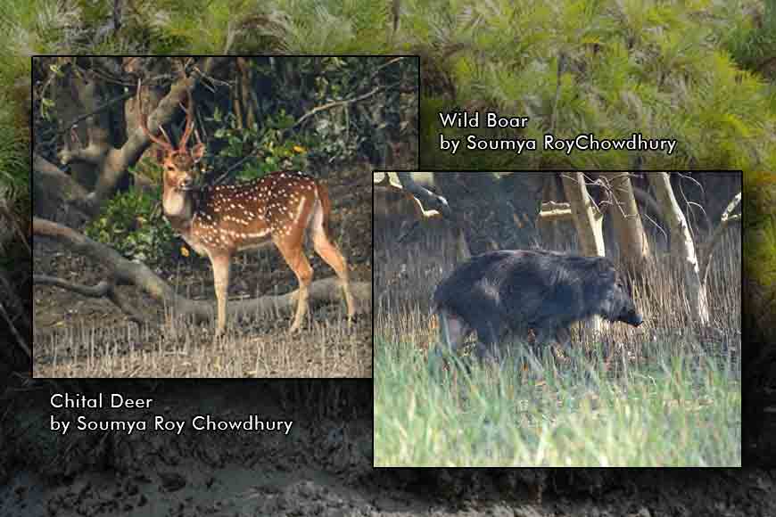 SUNDERBAN DIARIES: Lesser-known predators
