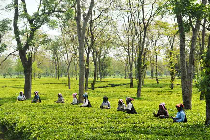 Bengal&rsquo;s Tea Tourism gets a big revenue boost: State Government eases land use norms