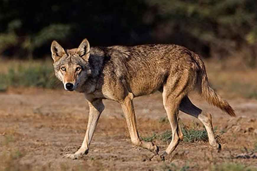 Endangered wolf sighted in Salboni
