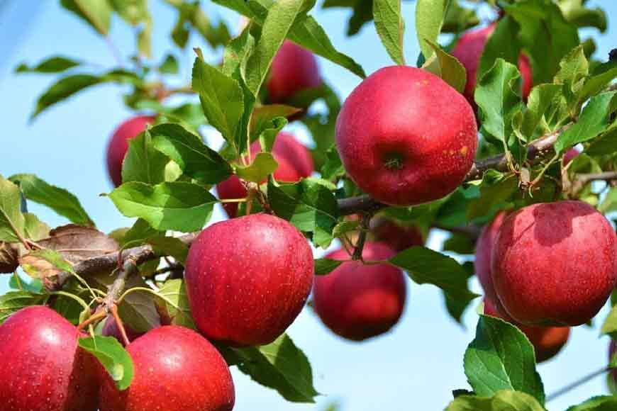 Bengal&rsquo;s answer to terrorism: Village that lost 5 to terrorists in Kashmir will grow apples
