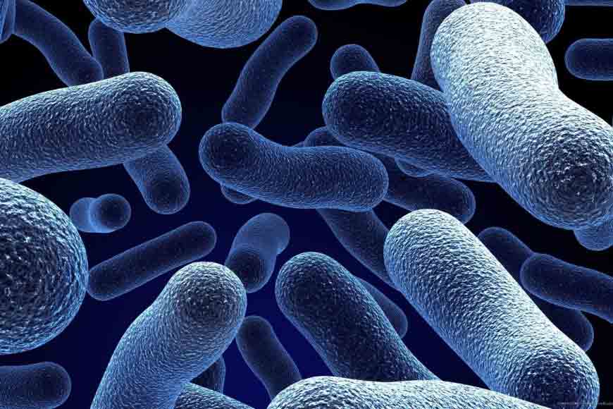 New bacteria to stop dengue outbreak in New Town
