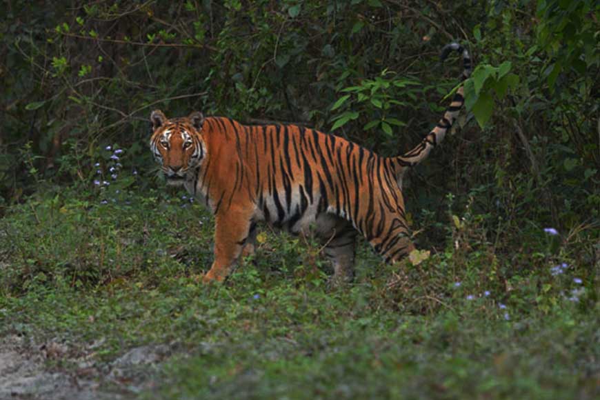Has the Bengal Tiger truly returned to Buxa Tiger Reserve?