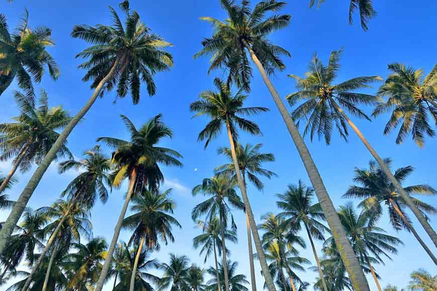 New Lightning Arresters for Kolkata &ndash; Coconut Tree plantation!
