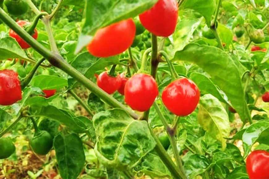 Firework in your stomach! Dalle Khursani from North Bengal – GetBengal story