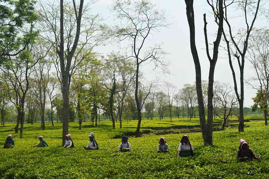 From Tea Bush to Tea Cup &ndash; Enjoy Damdim&rsquo;s Super Tea Trail!
