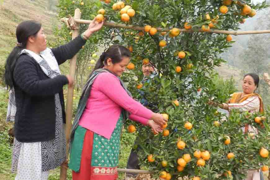 Why were Darjeeling oranges smaller in size this year?
