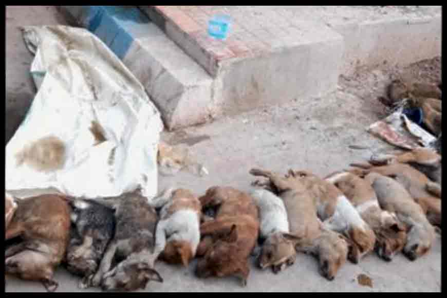 Cruelty against the city&rsquo;s stray dogs is no stray incident&nbsp;
