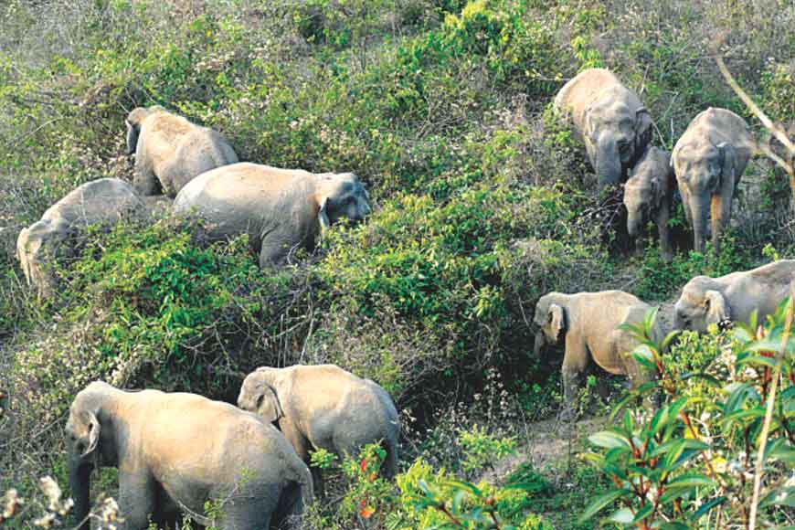 How farmers of Alipurduar are keeping elephants away?
