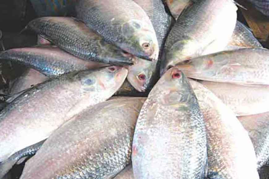 Raining hilsa in Bengal
