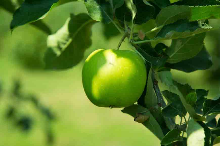Experimental Apple Harvest in Bankura
