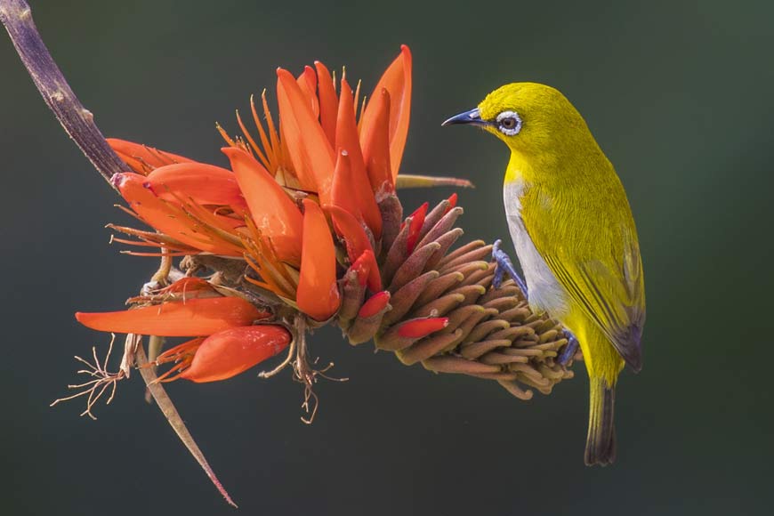 Indian White Eye: Steals nesting materials and even feeds the chicks of other bird species— GetBengal story