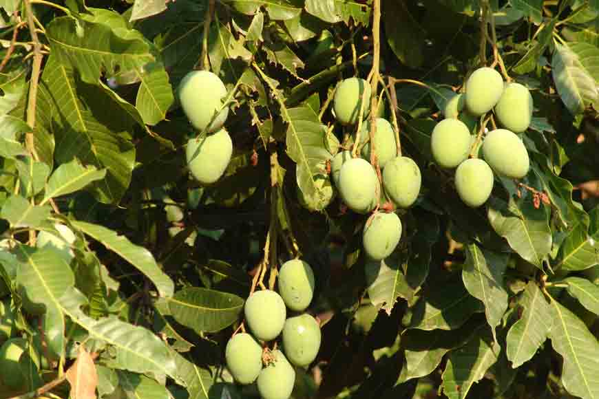 Mango Wonder! Ten mango varieties on same tree
