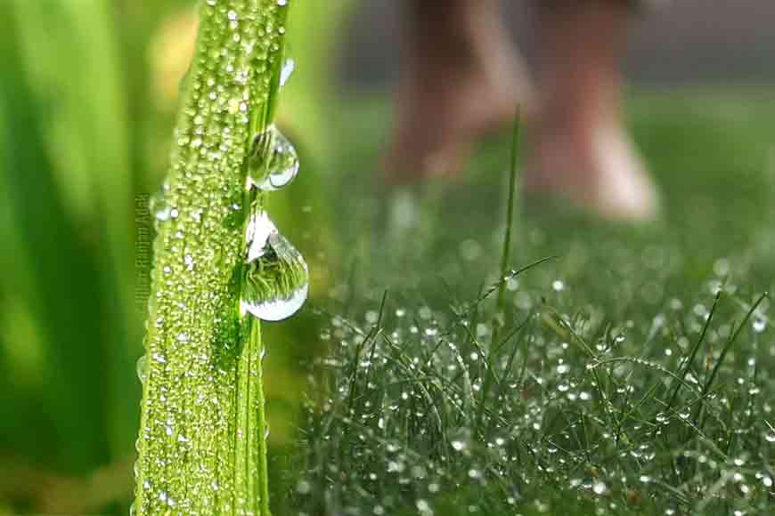 Wish to walk on dewy grass? Where to head to in Kolkata?