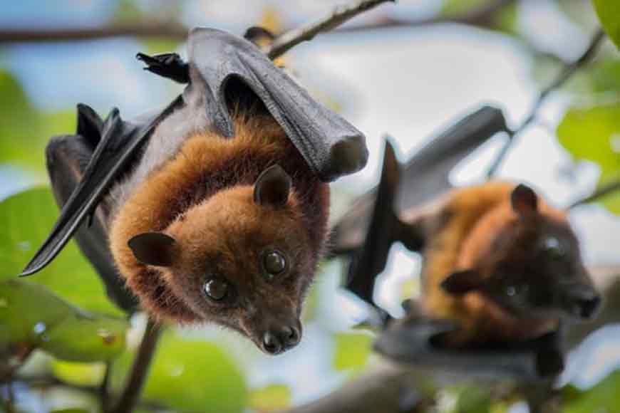 Despite Nipah virus scare, Bengal is a safe haven for bats

