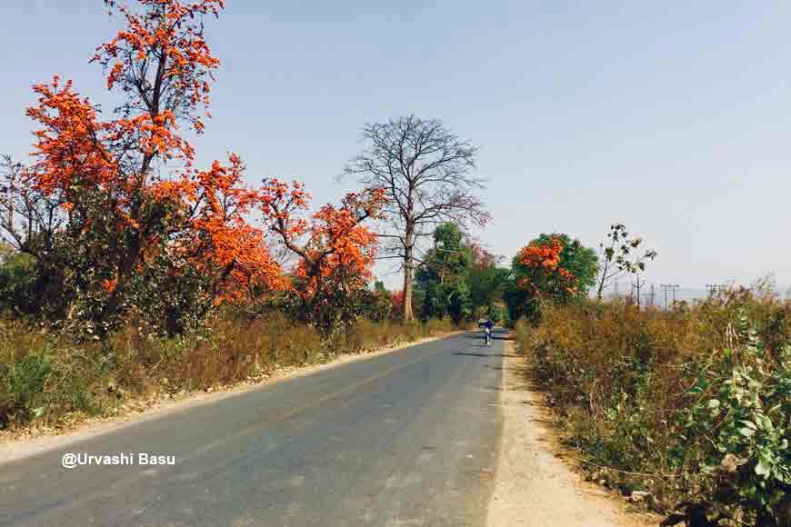 Visit the Palash Forests of Bengal this Spring!

