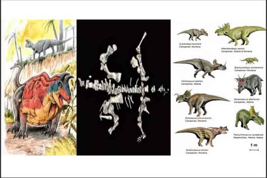 New reptile fossil of India 100m years older than dinos
