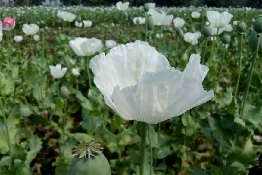 Bengal government reins in poppy narcotics of Malda.
