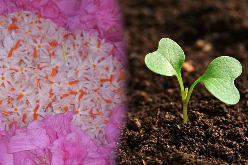 Join Bhaswati Bose in recycling Durga Pujo flowers to organic fertiliser
