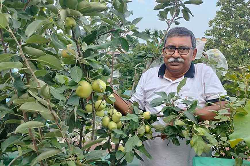 Apples grown on a rooftop: Pulak Jowardar’s green miracle– GetBengal story