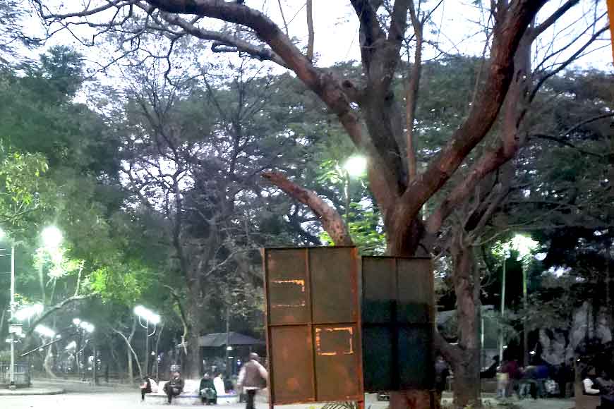 Six Shirish trees to be chopped down in Kolkata&rsquo;s Rabindra Sarobar
