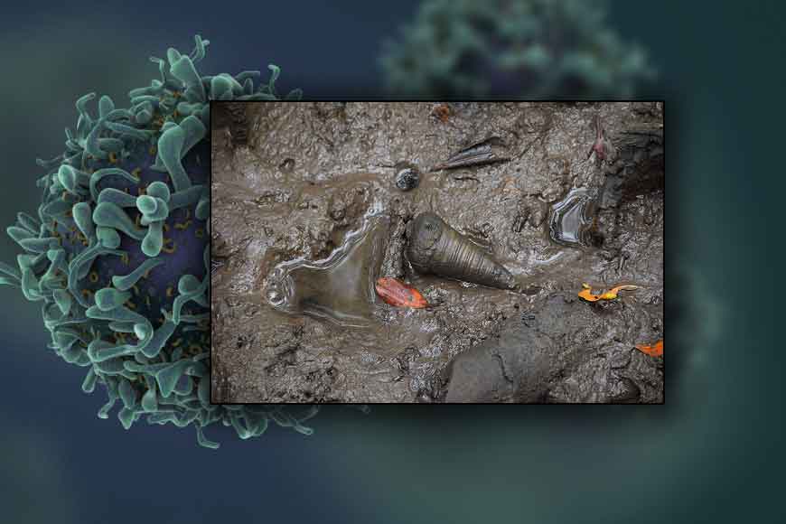 Breakthrough in Cancer Therapy: Bengal&rsquo;s scientists discover anti-carcinogenic snail extract
