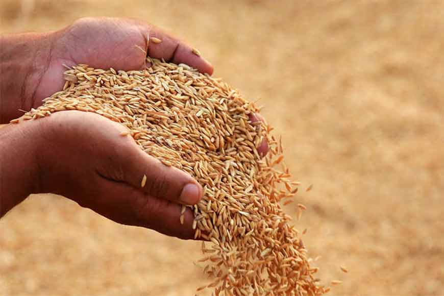 Where Sweat Turns to Grain: Bengal’s Historic Rice Yield - GetBengal Story