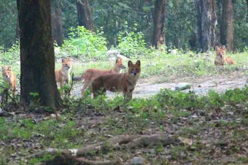 Indian Wild Dog sighted for the first time at Buxa
