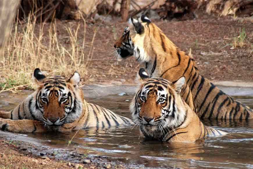 On World Tiger Day, take this quiz on Tigers of Sunderbans
